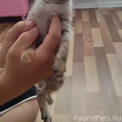 Найден котёнок, Грибанова 3А