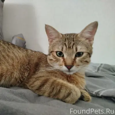 Пропал кот Баюн