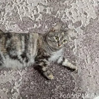 Пропала кошка Кайфуша, район технологического колледжа