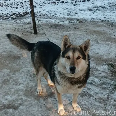 Пропал пёс Барик, Занкелица