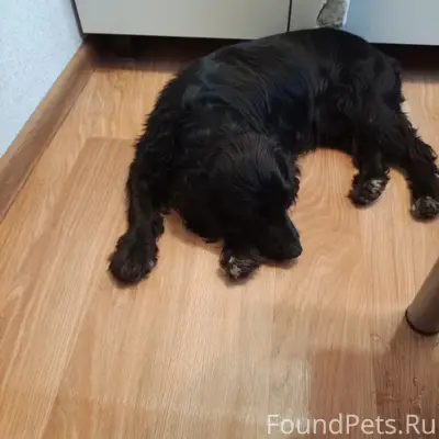 Найден спаниель, хромает, Краснофлотский