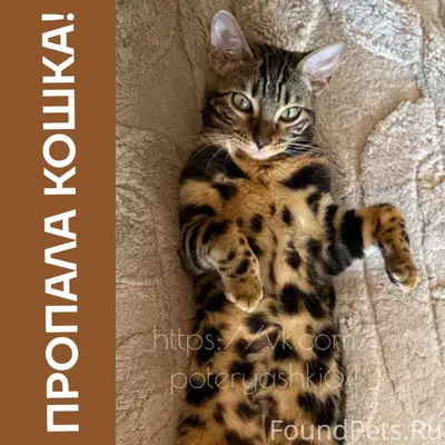 Пропала бенгальская кошка Лола, Саратов