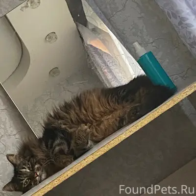 Пропал кот Боря