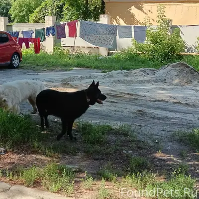 Пропали собаки Самоед и овчарка, ул. Гагарина