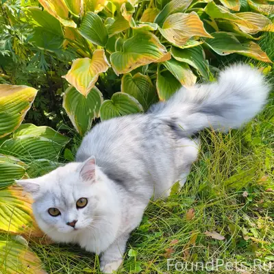 Пропал кот, СНТ Мичурина 2