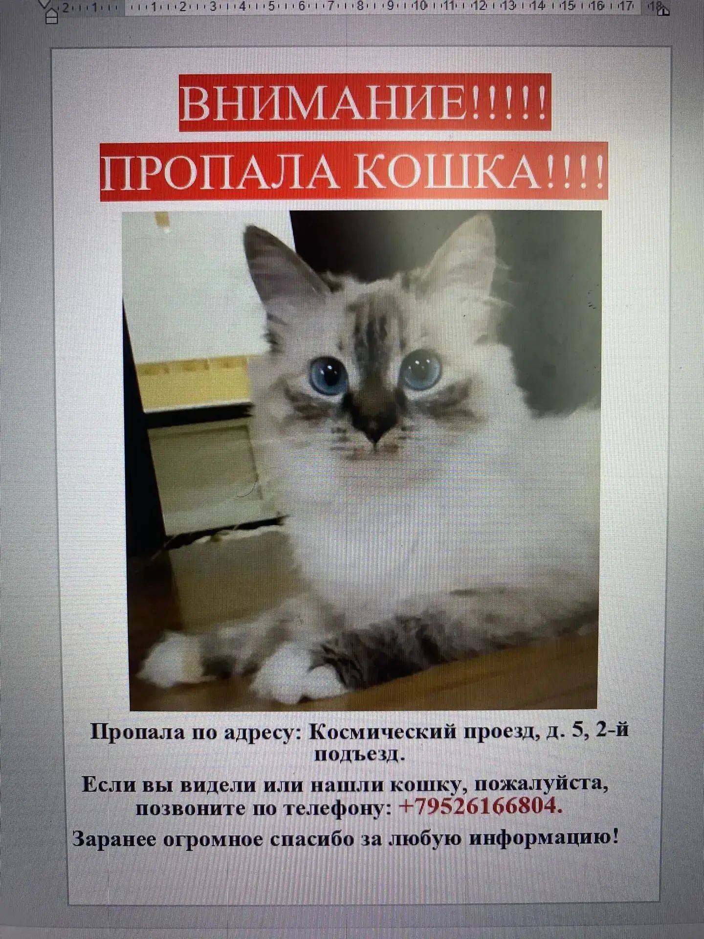 Пропала кошка