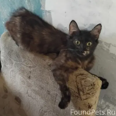 Пропала кошка Маня, район Панинских домов