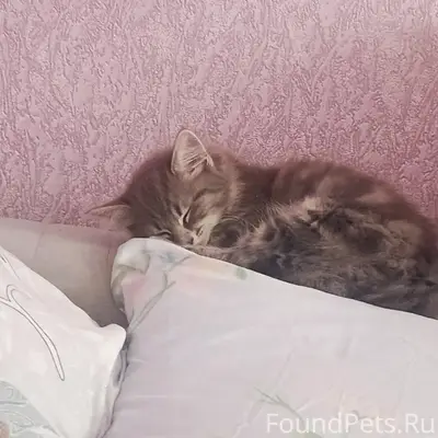 Пропала кошка Лилит, район Кирова