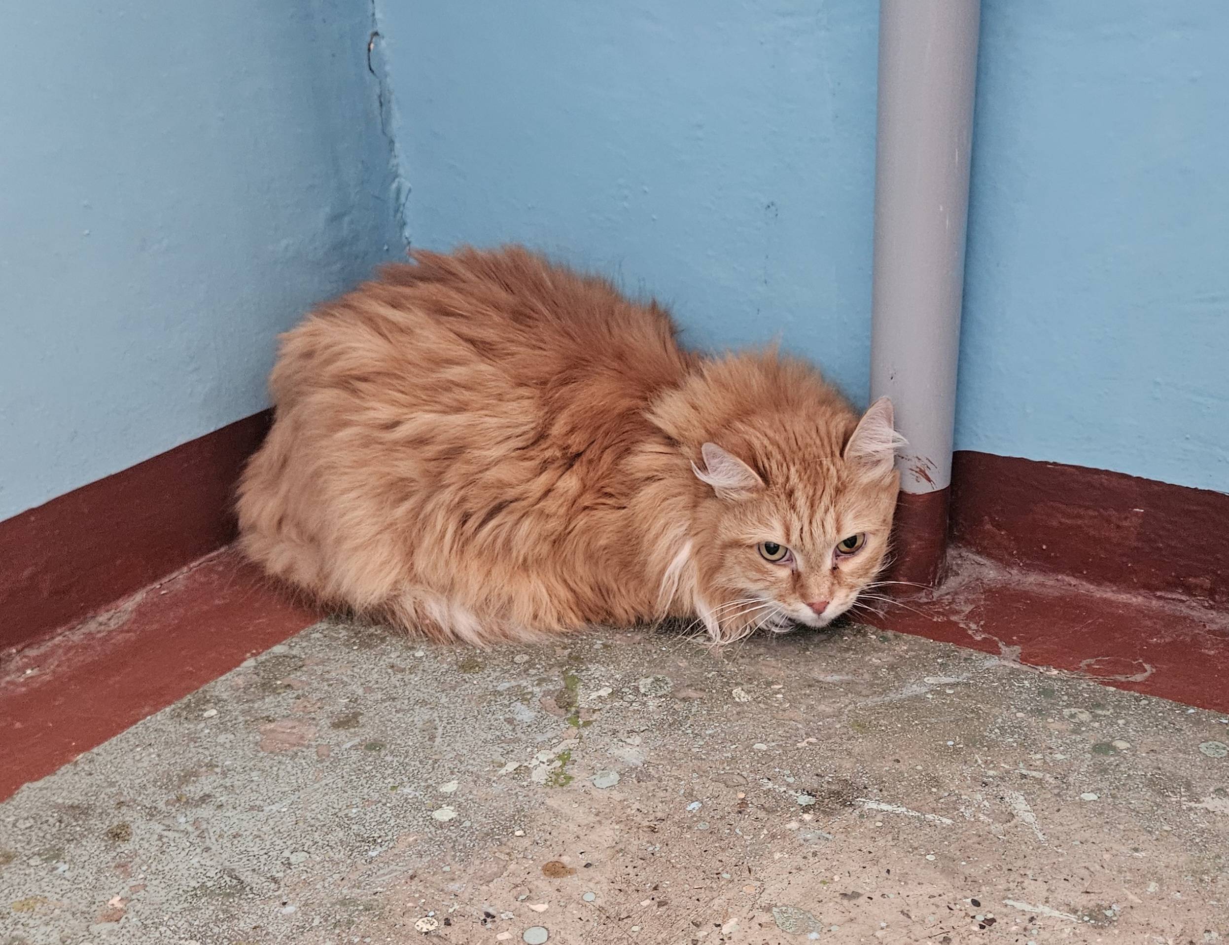 Обнаружен котик в подъезде