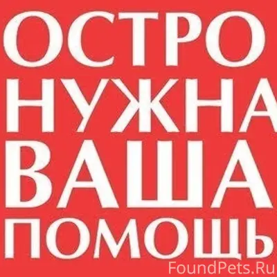Пропала Такса Тима, Днт север