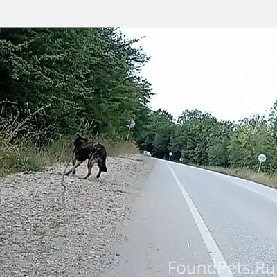 Пропал пёс, Севастополь