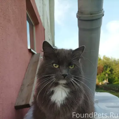Пропала кошечка
