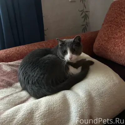 Пропал кот, 