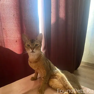 Пропала кошка Кесси, улица Кирова