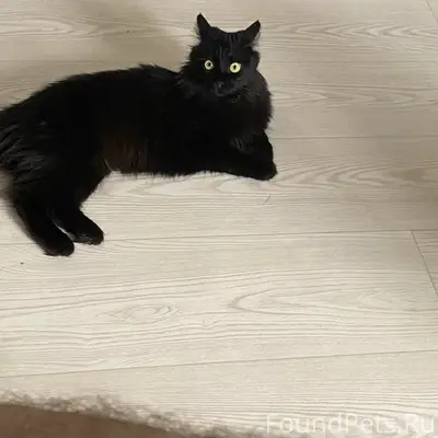 Пропала кошка, ул. 9 мая