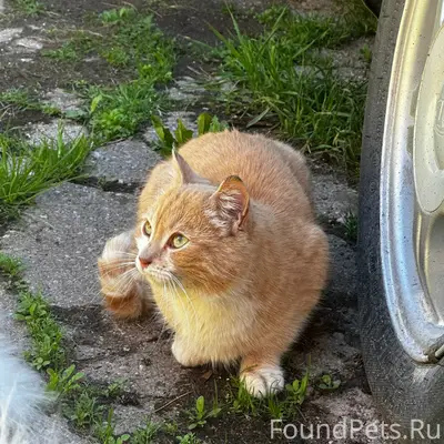 Пропал кот, улица Горная