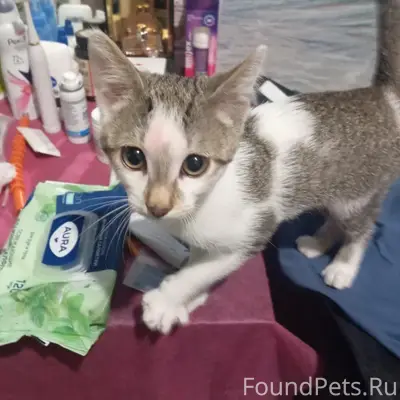 Пропал кот Борис