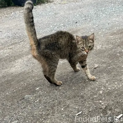 Найдена кошка, Ераничи