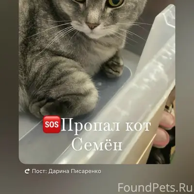 Пропал кот Семён, с. Майма