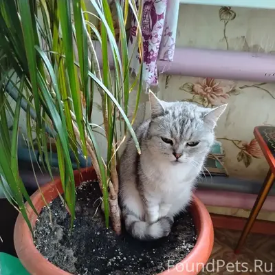 Пропала кошка Тося, улица Герцена