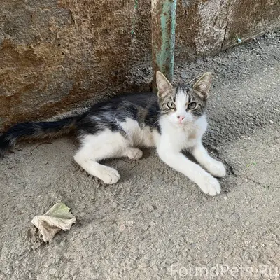 Найден котёнок, район ЦРБ