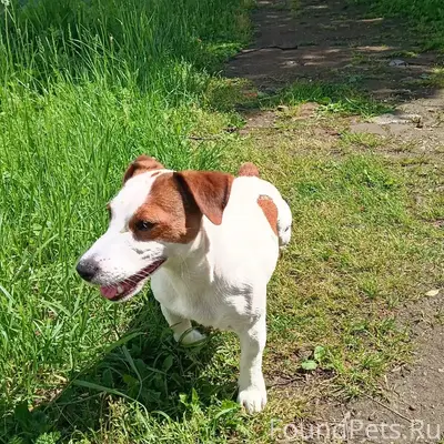 Пропала собака Майла, улица Ленина
