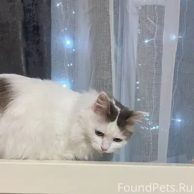 Пропала кошка Соня, улица Советская