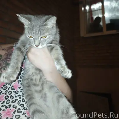 Найдена домашняя кошка, г. Пенза