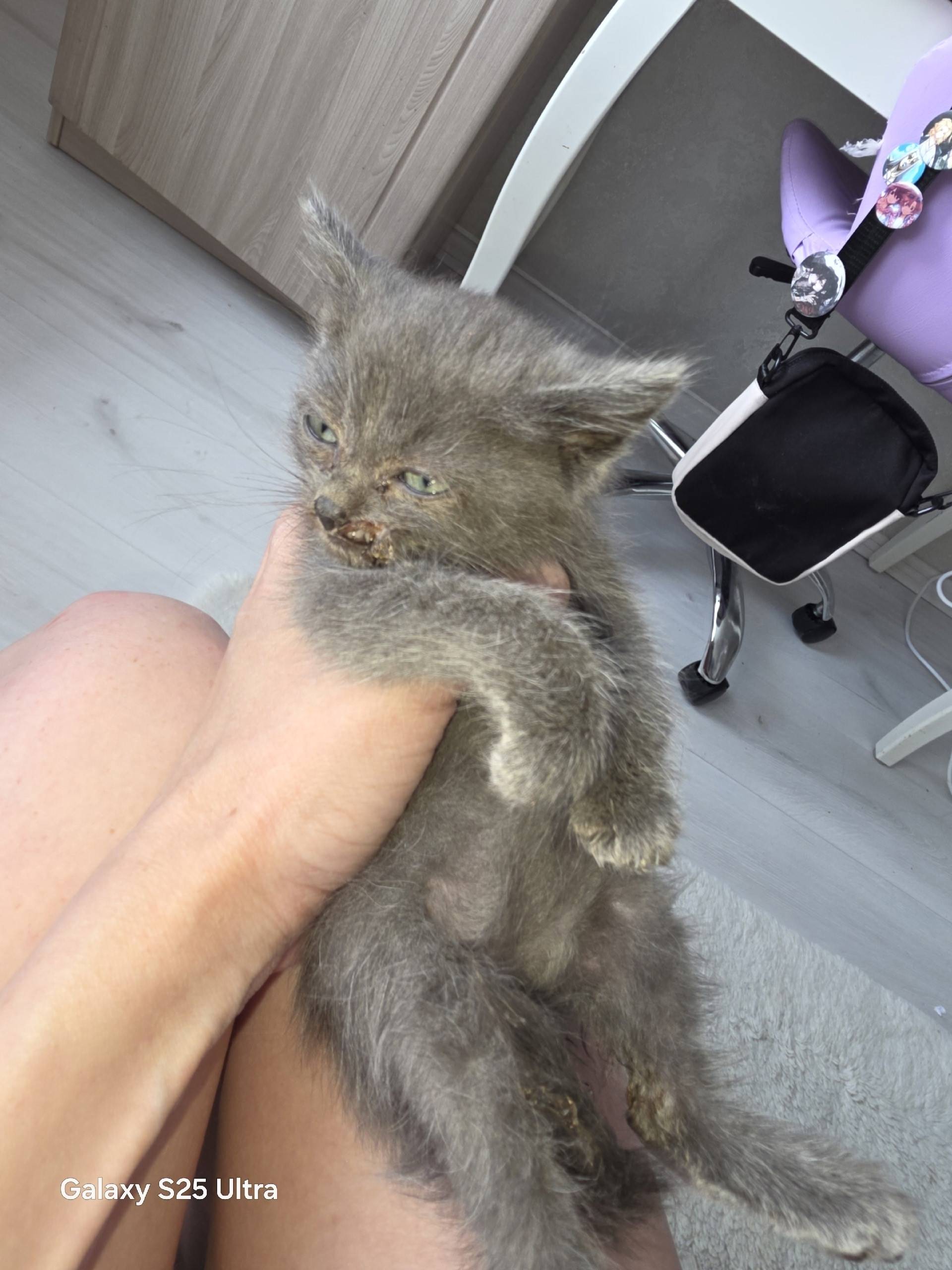Найден котёнок с порванной губой