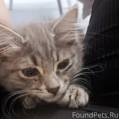 Пропала кошка Лилит, Симферопольский район