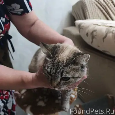 Найдена кошка, улица Центральная-Убейная