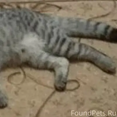 Пропала кошка, ул. Ленина