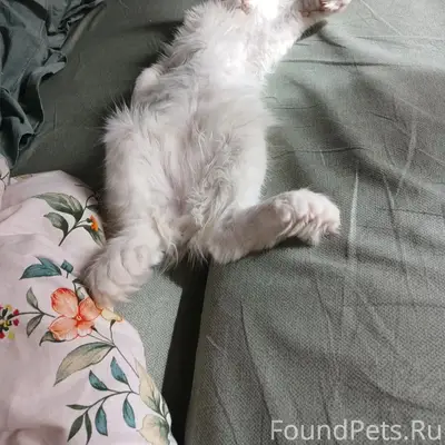 Пропал кот, переулок Короленко