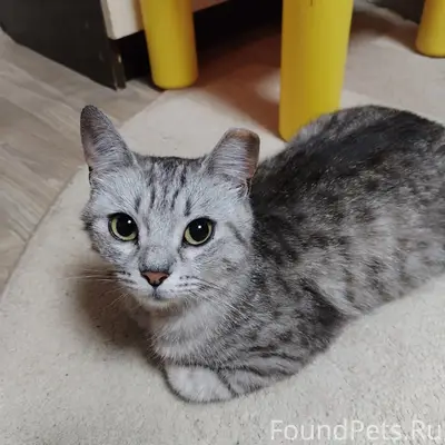 Найдена кошка, улица Фестивальная
