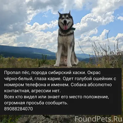 Пропала собака, п. Вязовая
