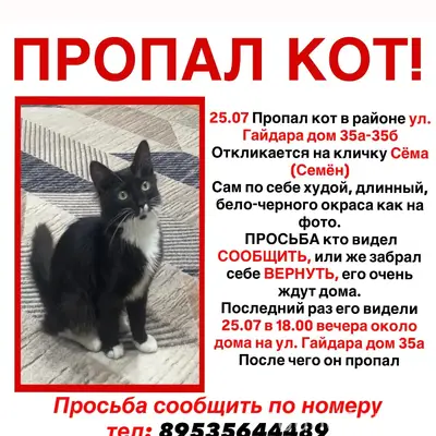 Пропал кот, улица Гайдара