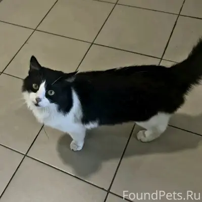 Найдена кошка, ЖК Новая Кузнечиха