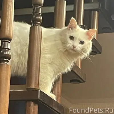 Пропали белый кот и чёрная кошка, Ютаза