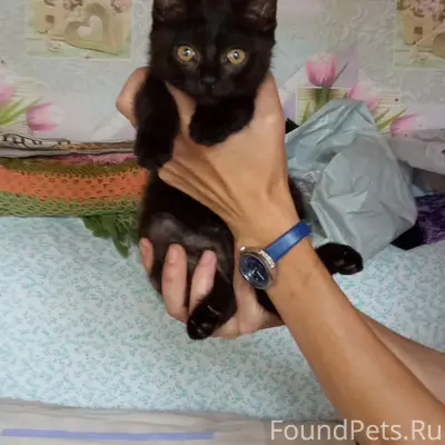 Найден котёнок, на дороге