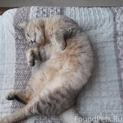 Пропал кот, ул. Набережная