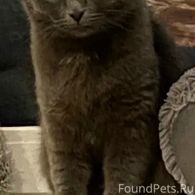 Пропала кошка, Полевая 39