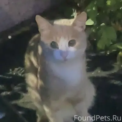 Найдена кошка, центр Тулы
