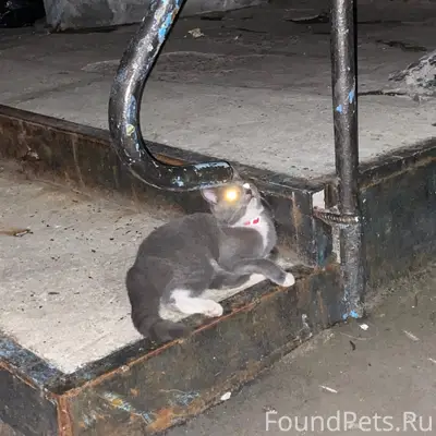 Найдена кошка, набережная и дворы Девичьего поля