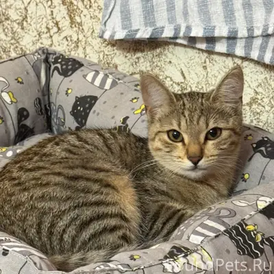 Найден котёнок-девочка, около 4 месяцев