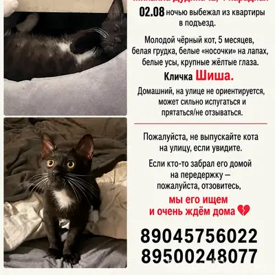 Пропал кот Шиша, Михаила Дудина