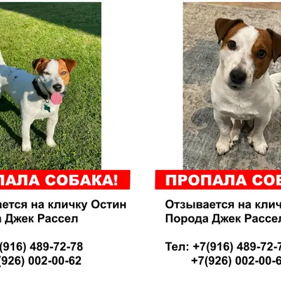 Пропал джек-рассел Остин, Филимонковское поселение