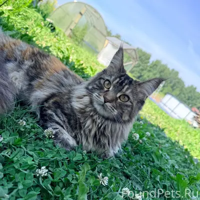 Пропала кошка, посёлок Большой Керлегеш