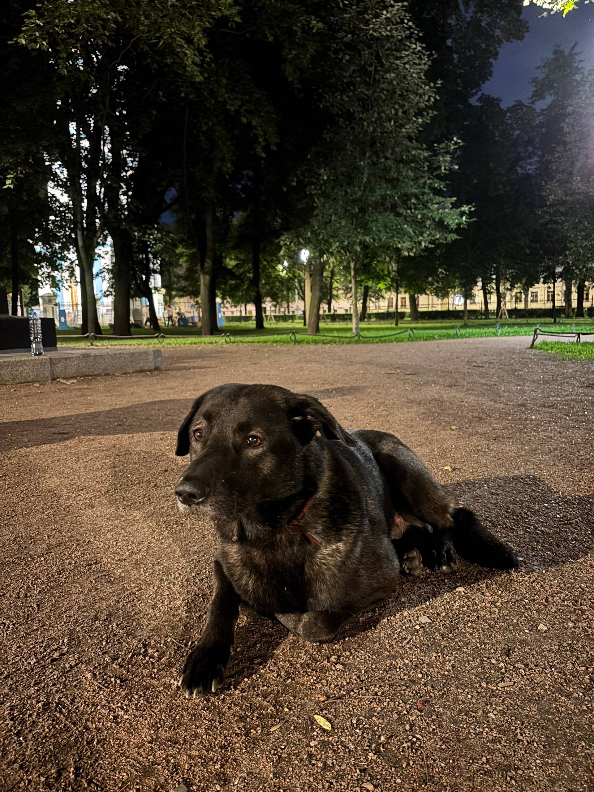 Найден мальчик с ошейником, Адмиралтейский р-н