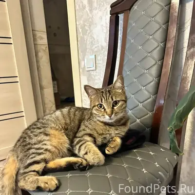 Пропала кошка, г. Темрюк