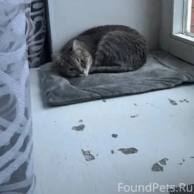 Пропала кошка Дыма, Завьялово